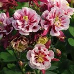 Аквилегия Винки красно-белая (red-white) /30 семян/ *Pan American*