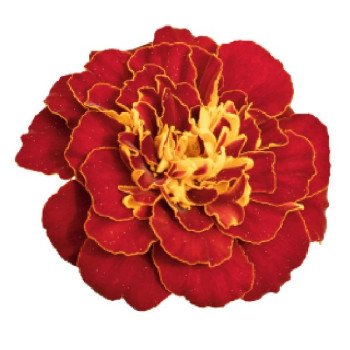 Бархатцы Сафари красные (red) /1.000 семян/ *Benary*