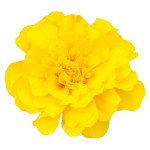 Чорнобривці Сафарі жовті (yellow) /1.000 насінин/ *Benary*