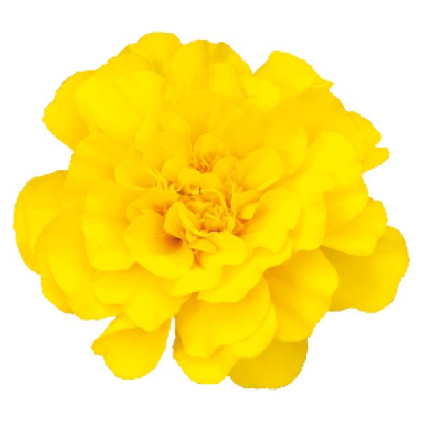 Семена бархатцев Сафари желтые (yellow) /1.000 семян/ *Benary*