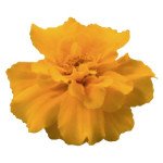 Чорнобривці Сафарі помаранчеві (orange) /1.000 насінин/ *Benary*