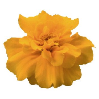 Чорнобривці Сафарі помаранчеві (orange) /1.000 насінин/ *Benary*