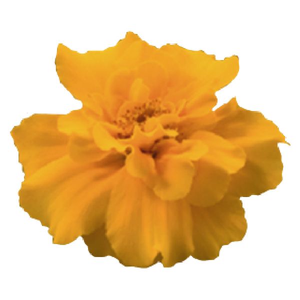 Семена бархатцев Сафари оранжевые (orange) /1.000 семян/ *Benary*