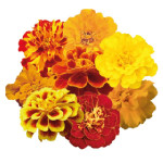 Чорнобривці Сафарі суміш (mix) /1.000 насінин/ *Benary*