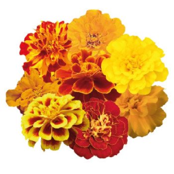 Чорнобривці Сафарі суміш (mix) /1.000 насінин/ *Benary*