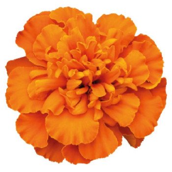 Бархатцы Супер Герой темно-оранжевые (deep orange) /1.000 семян/ *Benary*