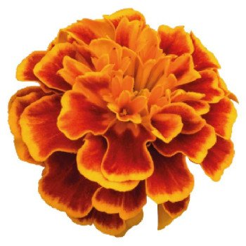 Бархатцы Супер Герой оранж флейм (orange flame) /1.000 семян/ *Benary*