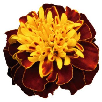 Бархатцы Супер Герой спрай (spry) /1.000 семян/ *Benary*