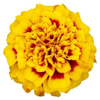 Бархатцы Супер Герой желтые с глазком (yellow bee) /1.000 семян/ *Benary*