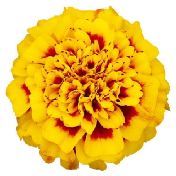 Насіння чорнобривців Супер Герой жовті з вічком (yellow bee) /1.000 насінин/ *Benary*