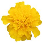 Чорнобривці Супер Герой темно-жовті (deep yellow) /1.000 насінин/ *Benary*