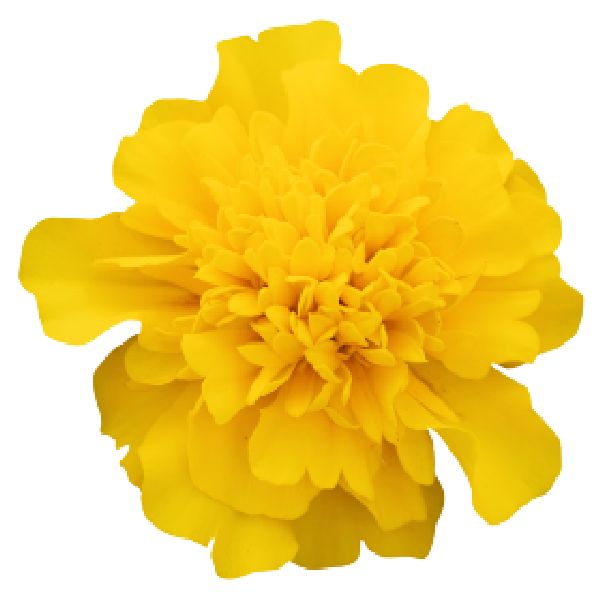 Семена бархатцев Супер Герой темно-желтые (deep yellow) /1.000 семян/ *Benary*