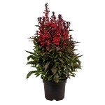 Лобелия многолетняя Фан скарлет компакт (scarlet compact) /100 семян (драже)/ *Benary*