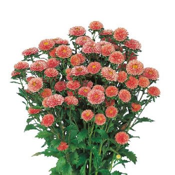 Астра Мацумото априкот (apricot) /600 семян/ *Sakata*