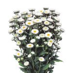 Айстра Мацумото біла (white) /600 насінин/ *Sakata*