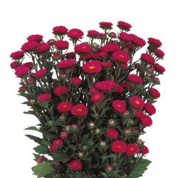 Айстра Мацумото роуз (rose) /600 насінин/ *Sakata*