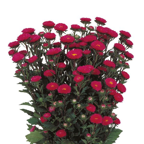 Насіння айстри Мацумото роуз (rose) /600 насінин/ *Sakata*