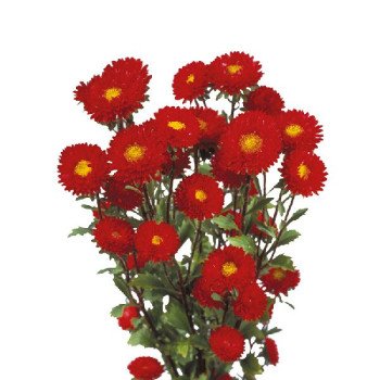 Астра Мацумото красная (red) /600 семян/ *Sakata*