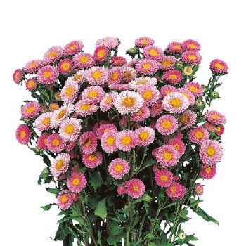 Астра Мацумото розовая (pink) /600 семян/ *Sakata*