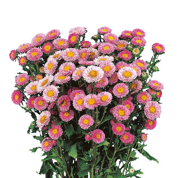 Насіння айстри Мацумото рожева (pink) /600 насінин/ *Sakata*