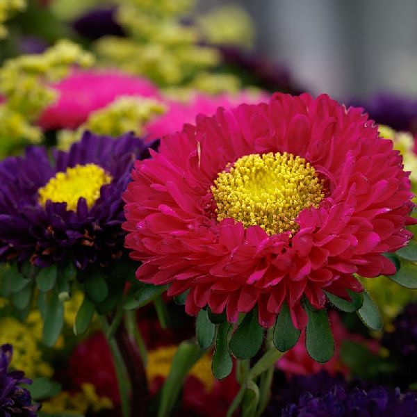 Насіння айстри Мацумото суміш (mix) /600 насінин/ *Sakata*