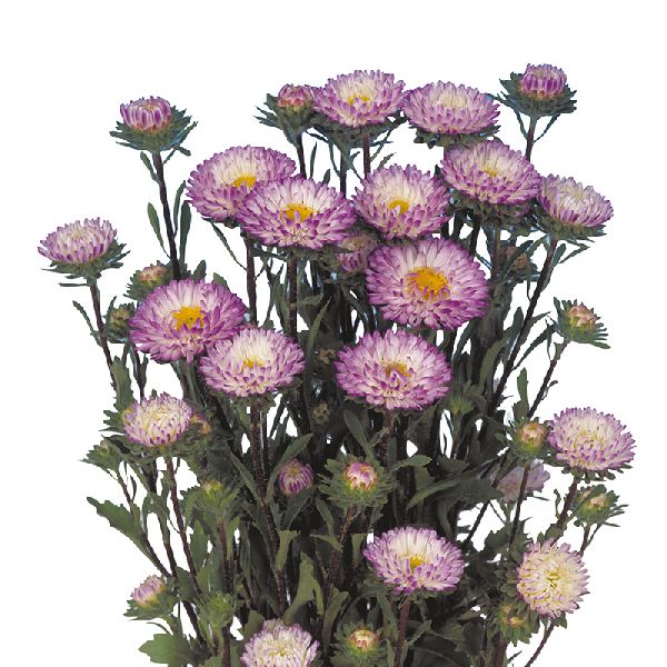 Насіння айстри Мацумото блу тайпд вайт (blue tipped white) /600 насінин/ *Sakata*