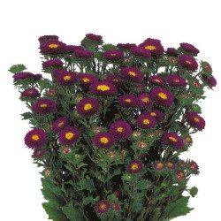 Айстра Мацумото синя (blue) /600 насінин/ *Sakata*