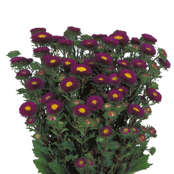 Насіння айстри Мацумото синя (blue) /600 насінин/ *Sakata*