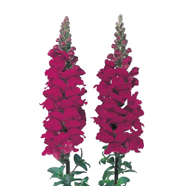 Насіння антірінуму Адмірал F1 кримсон (crimson) /100 насінин/ *Sakata*