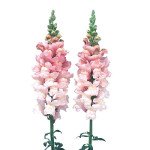 Антірінум Адмірал F1 рожевий (pink) /100 насінин/ *Sakata*