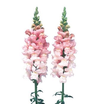 Антиринум Адмирал F1 розовый (pink) /100 семян/ *Sakata*