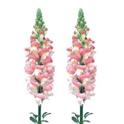 Антирринум Адмирал F1 розовый биколор (pink bicolor) /100 семян/ *Sakata*