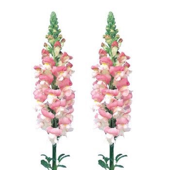 Антиринум Адмирал F1 розовый биколор (pink bicolor) /100 семян/ *Sakata*