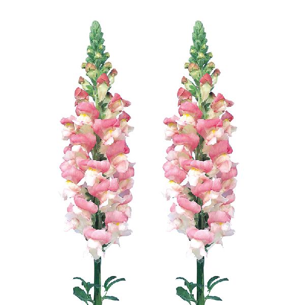 Насіння антірінуму Адмірал F1 рожевий біколор (pink bicolor) /100 насінин/ *Sakata*