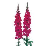 Антиринум Адмирал F1 пурпурный (purple) /100 семян/ *Sakata*