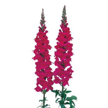 Антиринум Адмирал F1 пурпурный (purple) /100 семян/ *Sakata*