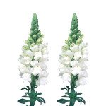 Антиринум Адмирал F1 белый (white) /100 семян/ *Sakata*