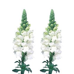 Антиринум Адмирал F1 белый (white) /100 семян/ *Sakata*