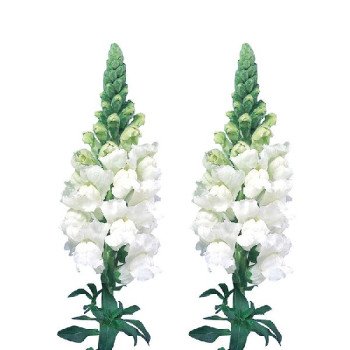 Антиринум Адмирал F1 белый (white) /100 семян/ *Sakata*