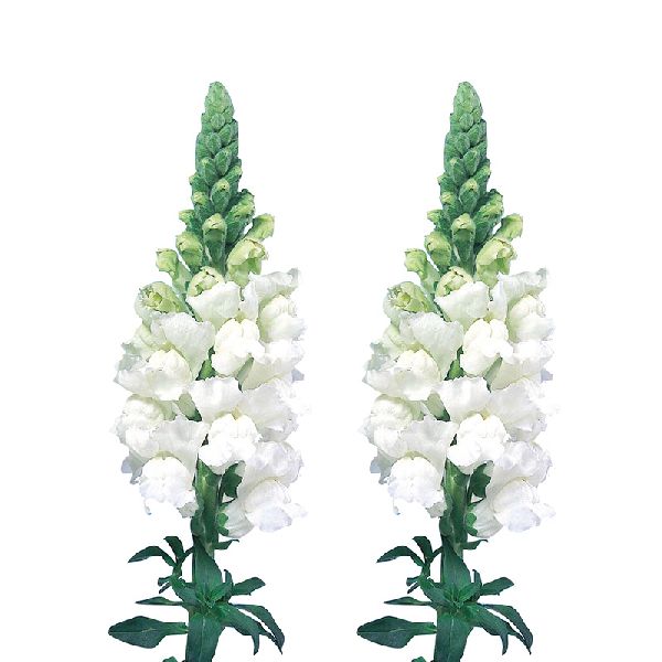 Семена антиринума Адмирал F1 белый (white) /100 семян/ *Sakata*