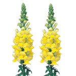 Антиринум Адмирал F1 желтый (yellow) /100 семян/ *Sakata*