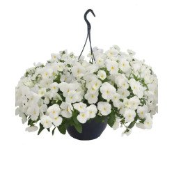 Віола Хайфлаєр F1 біла (white) /50 насінин/ *Benary*