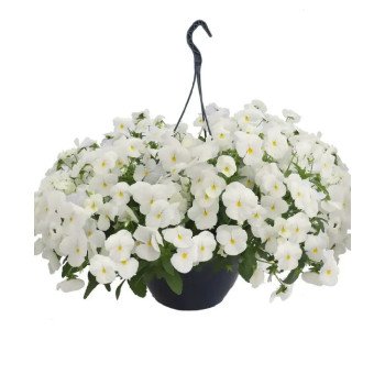 Виола Хайфлаер F1 белая (white) /50 семян/ *Benary*