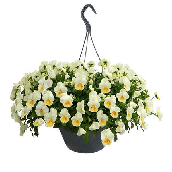 Насіння віоли Хайфлаєр F1 лемон сплеш (lemon splash) /50 насінин/ *Benary*