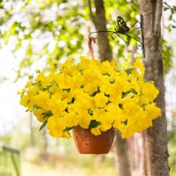 Виола Хайфлаер F1 желтая (yellow) /50 семян/ *Benary*