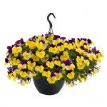 Віола Хайфлаєр F1 жовта з пурпуровим крилом (yellow purple wing) /50 насінин/ *Benary*