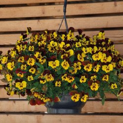 Віола Хайфлаєр F1 жовта з червоним крилом (yellow red wing) /50 насінин/ *Benary*