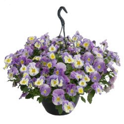 Віола Хайфлаєр F1 світло-фіолетова з прожилками (light violet shades) /50 насінин/ *Benary*