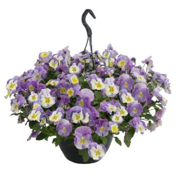 Виола Хайфлаер F1 светло-фиолетовая с прожилками (light violet shades) /50 семян/ *Benary*