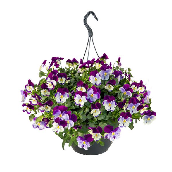 Семена виолы Хайфлаер F1 виолет фейс (violet face) /50 семян/ *Benary*